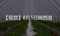 【現貨】8月5日陜西洛川紅富士(紙袋80#)蘋果現貨價格持平