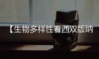 【生物多樣性看西雙版納】西雙版納有多少野生蘭花？
