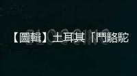【圖輯】土耳其「鬥駱駝」摔跤競技，夾在民俗傳統與動物保護之間的難題