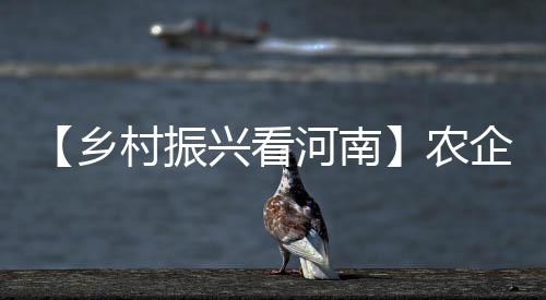 【鄉村振興看河南】農企共贏 探索產業助農“濮陽模式”