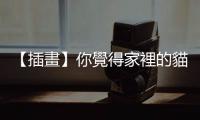 【插畫】你覺得家裡的貓咪相處融洽嗎？