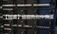 【插畫】貓貓狗狗伸懶腰，背後含義大不同