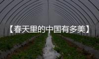 【春天里的中國有多美】在河谷之春，邂逅一場千年的杏花雨