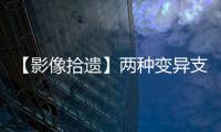 【影像拾遺】兩種變異支氣管，你會診斷嗎？