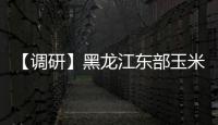 【調研】黑龍江東部玉米市場調研