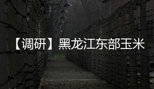 【調研】黑龍江東部玉米市場調研