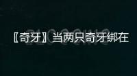〖奇牙〗當兩只奇牙綁在一起(關于〖奇牙〗當兩只奇牙綁在一起簡述)