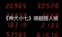 《神犬小七》萌翻路人被圍觀 吳玉江談小七趣聞【娛樂新聞】風(fēng)尚中國網(wǎng)