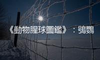 《動(dòng)物腥球圖鑑》：鴞鸚鵡即使PAPAPA了，也只有不到50％的蛋會(huì)受精