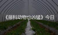 《藤科動物也兇猛》今日開機 周慧化身完美女神引期待