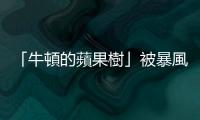 「牛頓的蘋果樹」被暴風雨吹倒了！劍橋大學植物園表示已經放棄治療