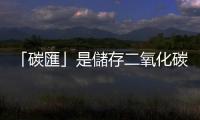 「碳匯」是儲存二氧化碳的倉庫：帶你一次看懂什麼是綠碳、藍碳、黃碳
