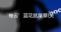 ‘卷云’藍花鼠尾草(關(guān)于‘卷云’藍花鼠尾草簡述)