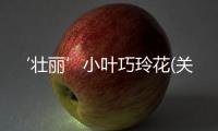 ‘壯麗’小葉巧玲花(關(guān)于‘壯麗’小葉巧玲花簡述)