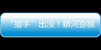 “獵手”出沒！蟒河獼猴國家級自然保護區監測到華北豹蹤跡