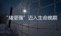 “豬堅(jiān)強(qiáng)”邁入生命晚期，5·12當(dāng)天游客暴增，專(zhuān)家：別過(guò)度消費(fèi)它