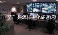 “貓”是怎樣進化成老虎的？