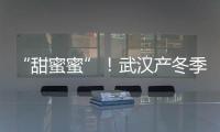 “甜蜜蜜”！武漢產冬季圣女果提早上市