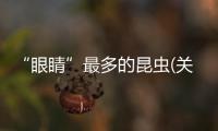 “眼睛”最多的昆蟲(關于“眼睛”最多的昆蟲簡述)