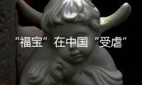 “福寶”在中國(guó)“受虐”？韓網(wǎng)友關(guān)心可以但指控?zé)o據(jù)