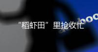 “稻蝦田”里搶收忙