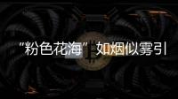 “粉色花?！比鐭熕旗F引客來