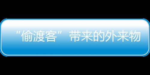 “偷渡客”帶來(lái)的外來(lái)物種入侵思考—新聞—科學(xué)網(wǎng)