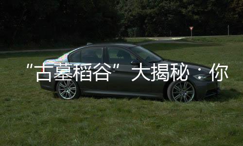 “古墓稻谷”大揭秘：你知道嗎？500年前廣安人吃的是“秈米”