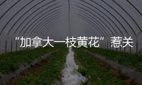 “加拿大一枝黃花”惹關注，治理外來入侵物種難在哪兒？