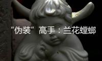 “偽裝”高手：蘭花螳螂不止會偽裝—新聞—科學網