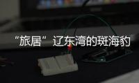 “旅居”遼東灣的斑海豹數量連續三年增長