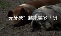 “無牙象”越來越多？研究稱盜獵改變非洲象進化方向