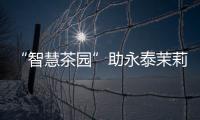 “智慧茶園”助永泰茉莉花減損增收