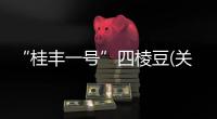 “桂豐一號(hào)”四棱豆(關(guān)于“桂豐一號(hào)”四棱豆簡(jiǎn)述)