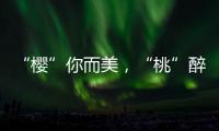 “櫻”你而美，“桃”醉山鄉！昭陽區萬畝櫻桃進入采摘季