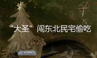 “大圣”闖東北民宅偷吃辣菜 居民：估計來自四川