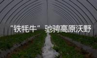 “鐵牦牛”馳騁高原沃野