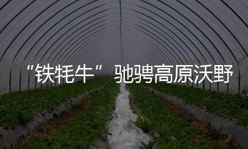 “鐵牦?！瘪Y騁高原沃野