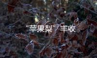 “蘋果梨”豐收