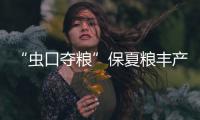 “蟲口奪糧”保夏糧豐產豐收(關于“蟲口奪糧”保夏糧豐產豐收簡述)