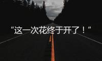 “這一次花終于開了！”