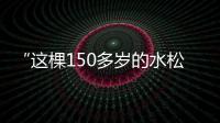 “這棵150多歲的水松，是我們村的寶貝”