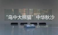 “鳥中大熊貓”中華秋沙鴨連續17年現身江西龍虎山