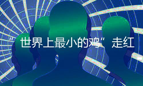 ”世界上最小的雞”走紅網絡 實現吃蛋自由！！