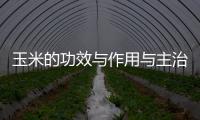玉米的功效與作用與主治與用量（玉米的功效與作用）