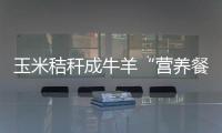 玉米秸稈成牛羊“營養餐” 青海湟中“糧改飼”實現種養雙贏