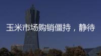 玉米市場購銷僵持，靜待導(dǎo)向性政策出現(xiàn)