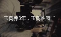 玉樹養3年，玉樹臨風“一樹花”，玉樹瓊花“太吉利”