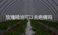 玫瑰精油可以去疤痕嗎