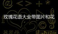玫瑰花語大全帶圖片和花名，玫瑰花語大全